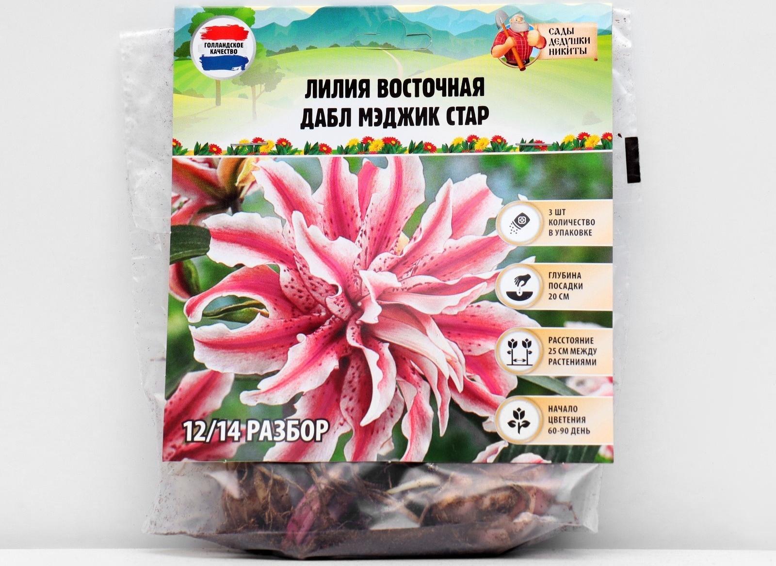 Лилия Восточная 