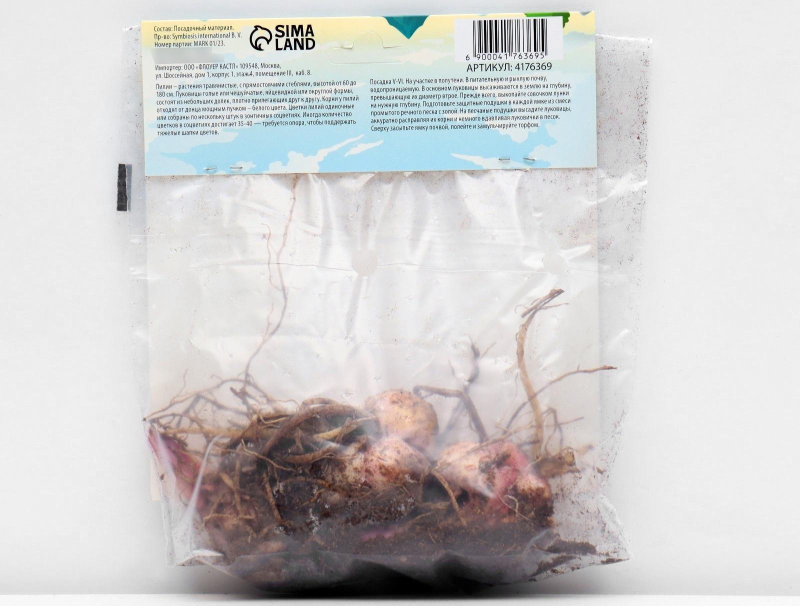 Лилия Восточная 