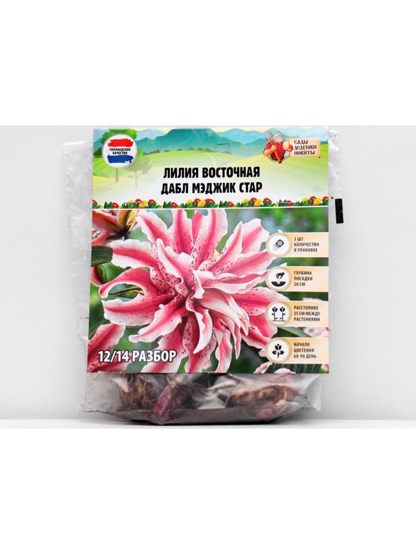 Лилия Восточная 