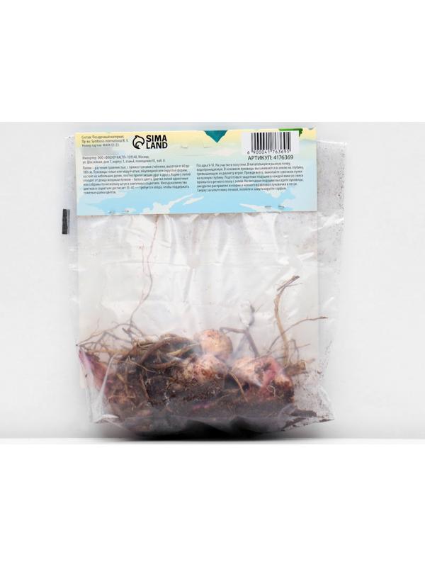 Лилия Восточная 