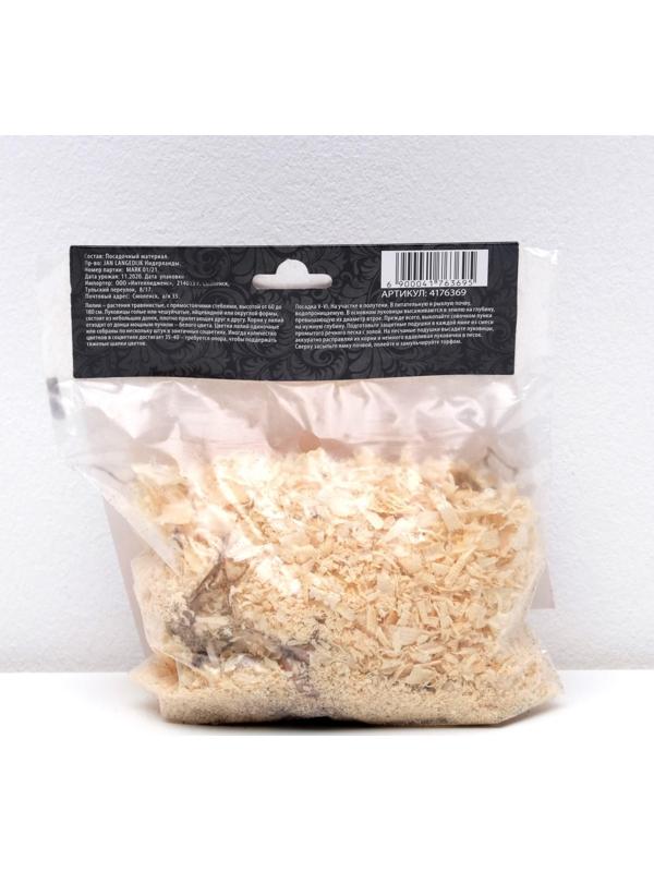 Лилия Восточная 