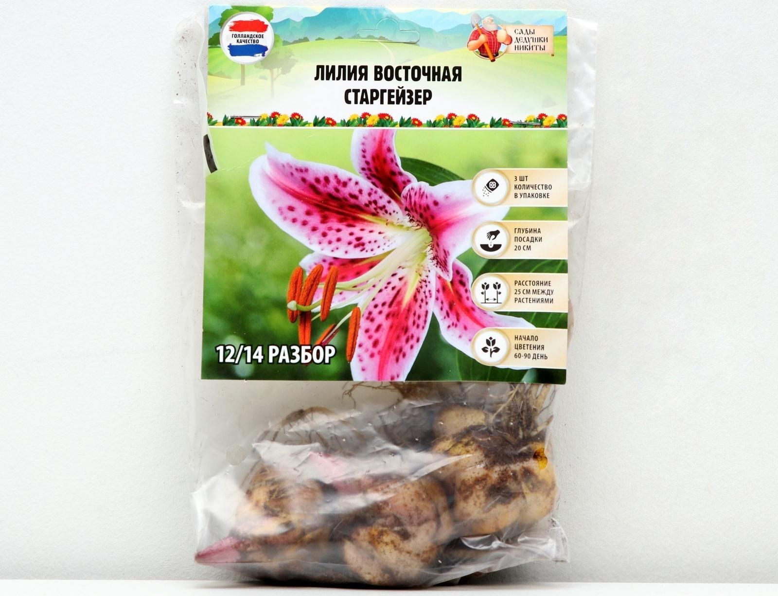 Лилия Восточная 