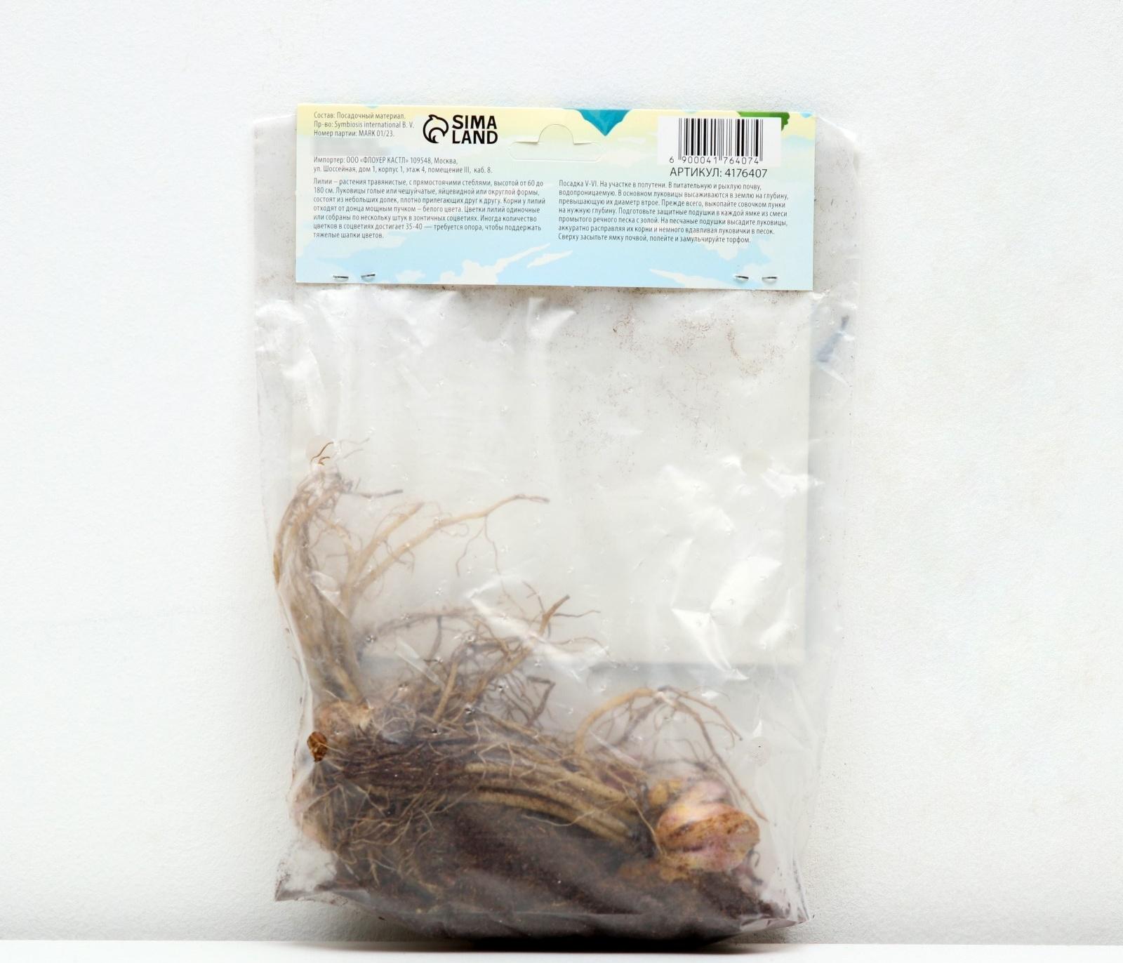 Лилия Восточная 