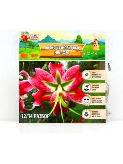 Лилия Чалмовидная 