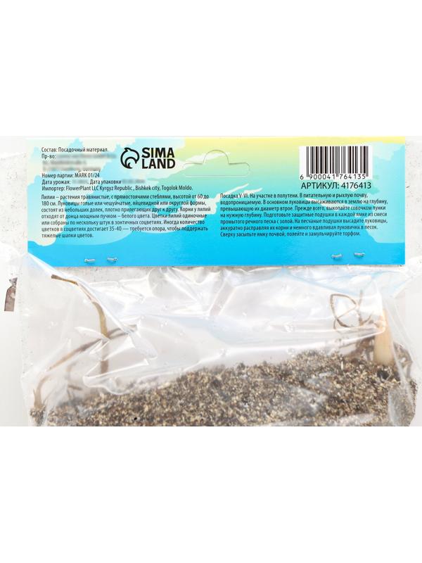 Лилия Чалмовидная 