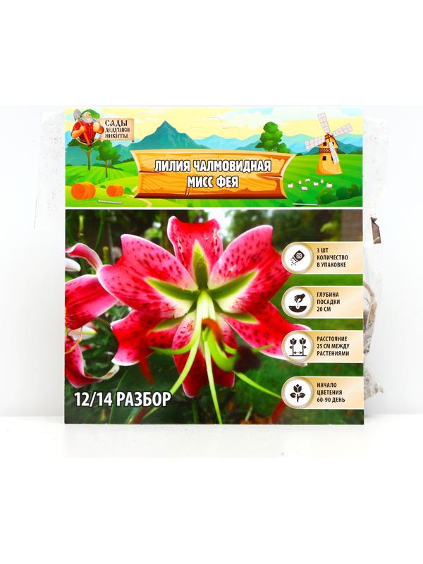 Лилия Чалмовидная 