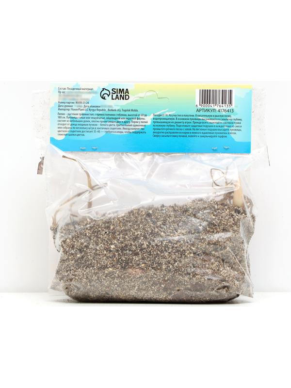 Лилия Чалмовидная 