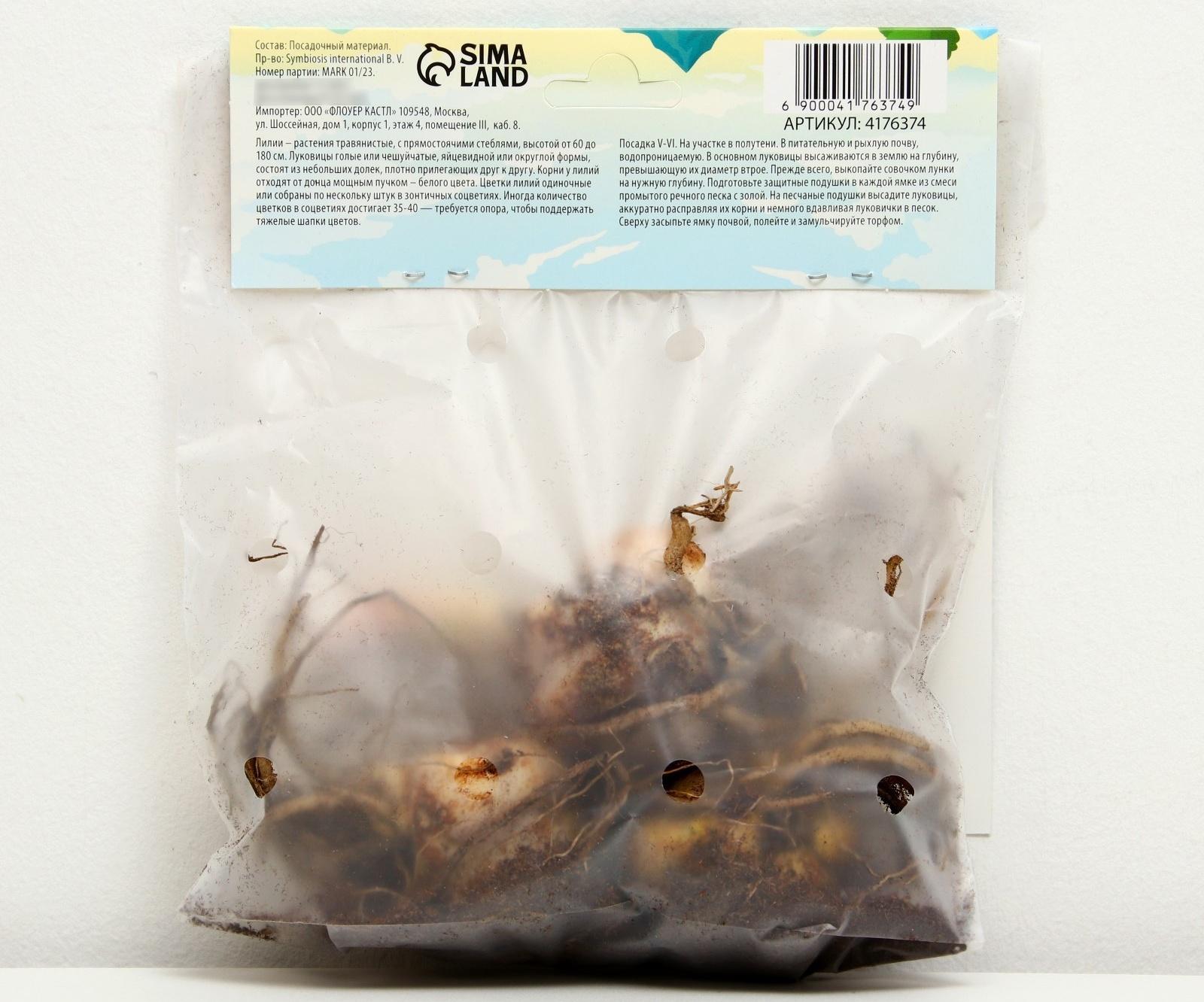 Лилия Восточная 