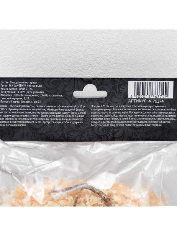 Лилия Восточная 