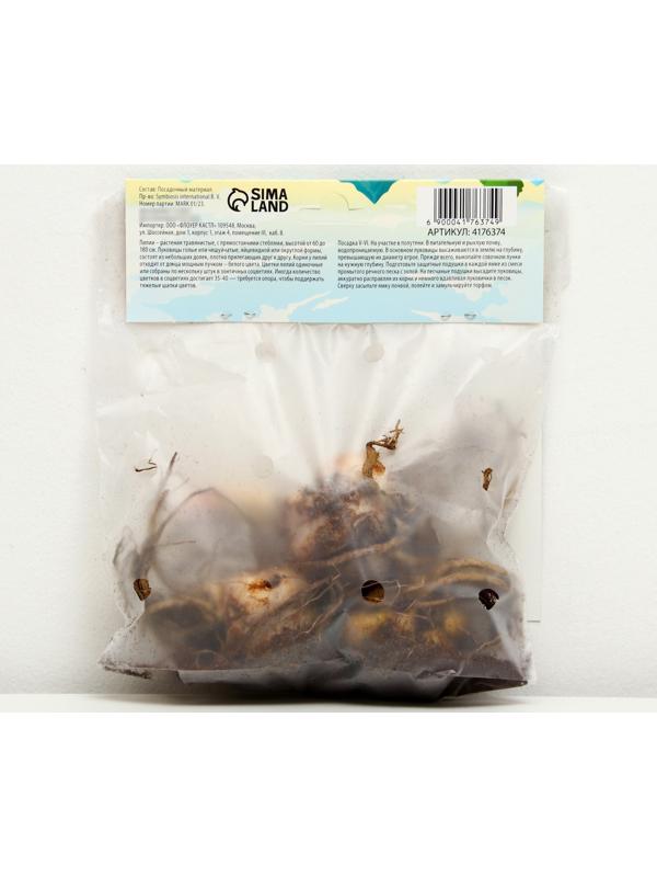 Лилия Восточная 