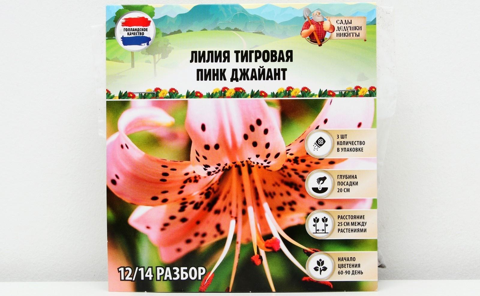 Лилия Тигровая 