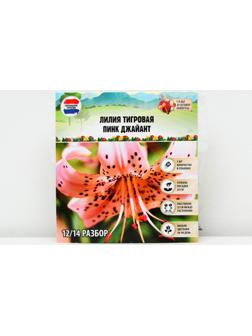 Лилия Тигровая 