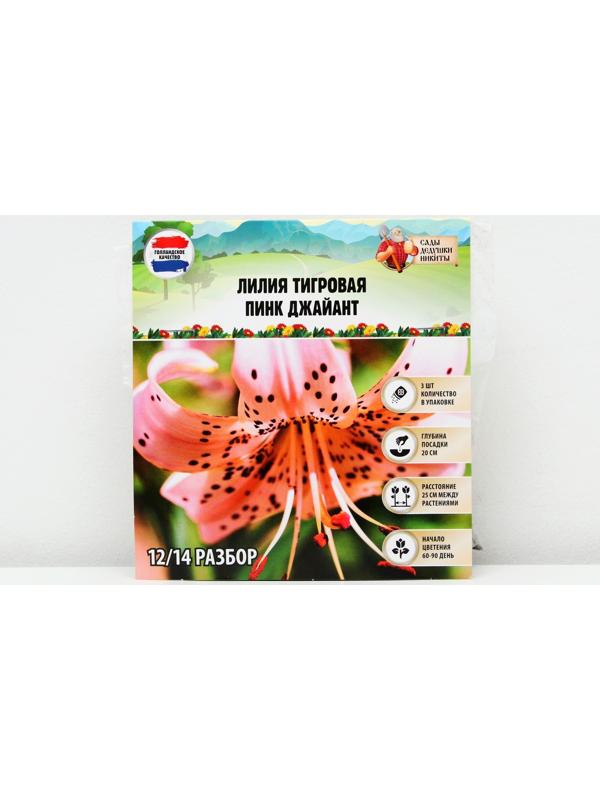 Лилия Тигровая 