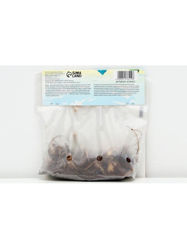 Лилия Тигровая 