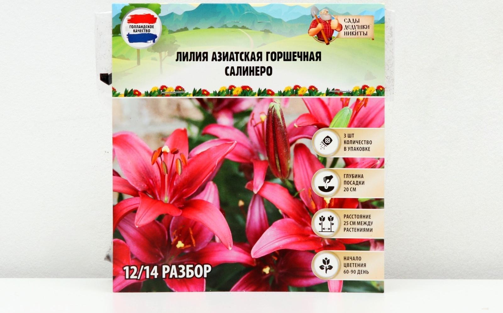 Лилия Азиатская горшечная 