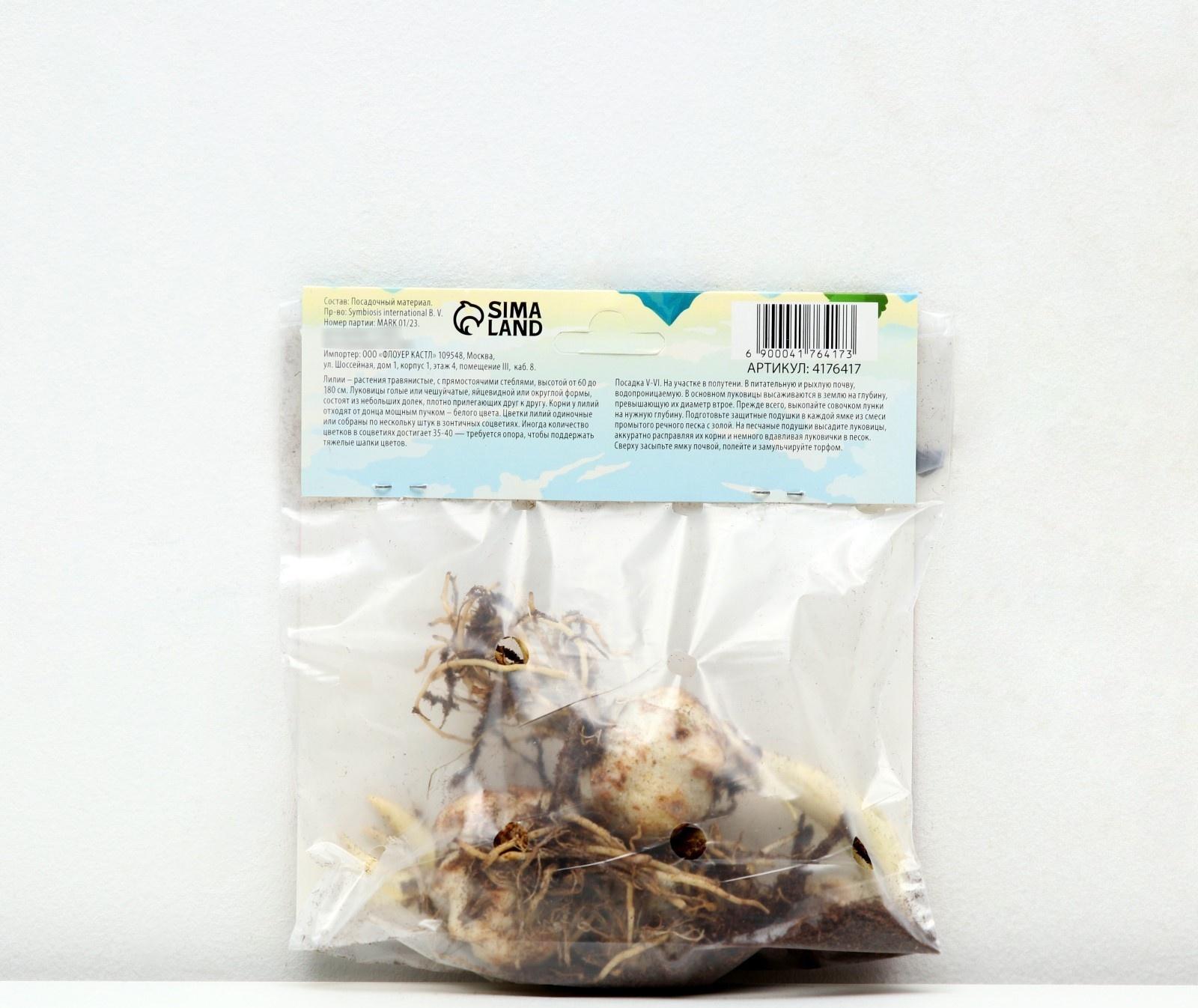 Лилия Азиатская горшечная 