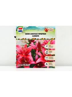 Лилия Азиатская горшечная 