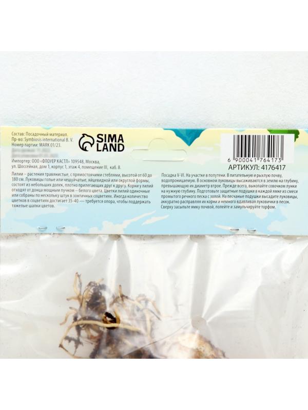 Лилия Азиатская горшечная 