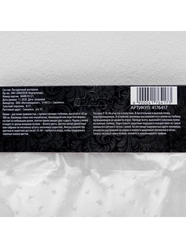 Лилия Азиатская горшечная 