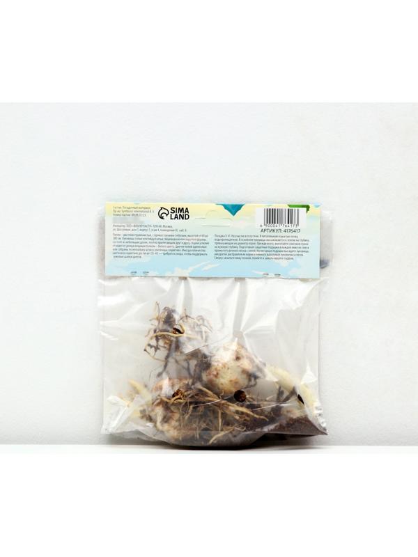 Лилия Азиатская горшечная 