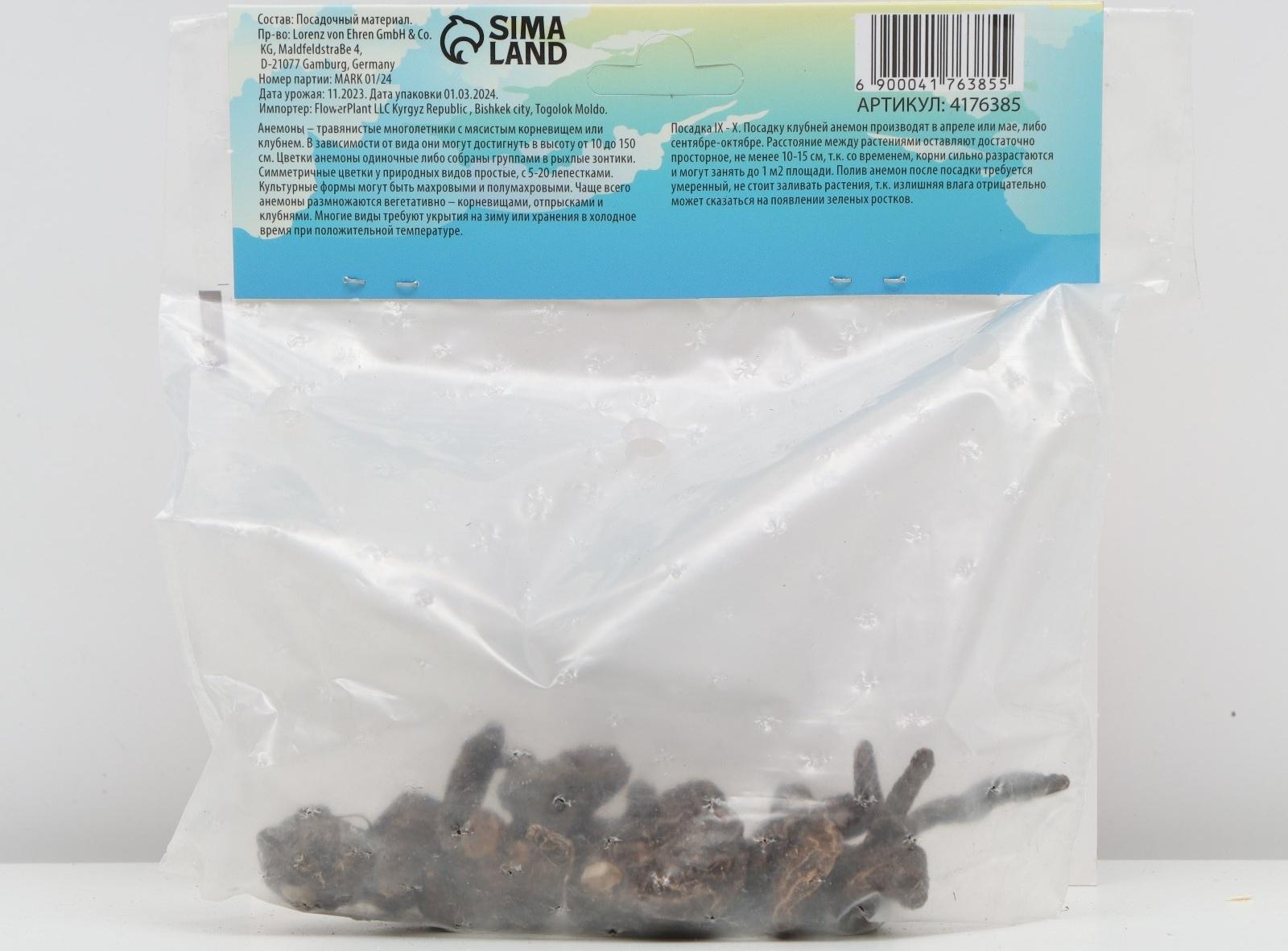 Анемона корончатая 