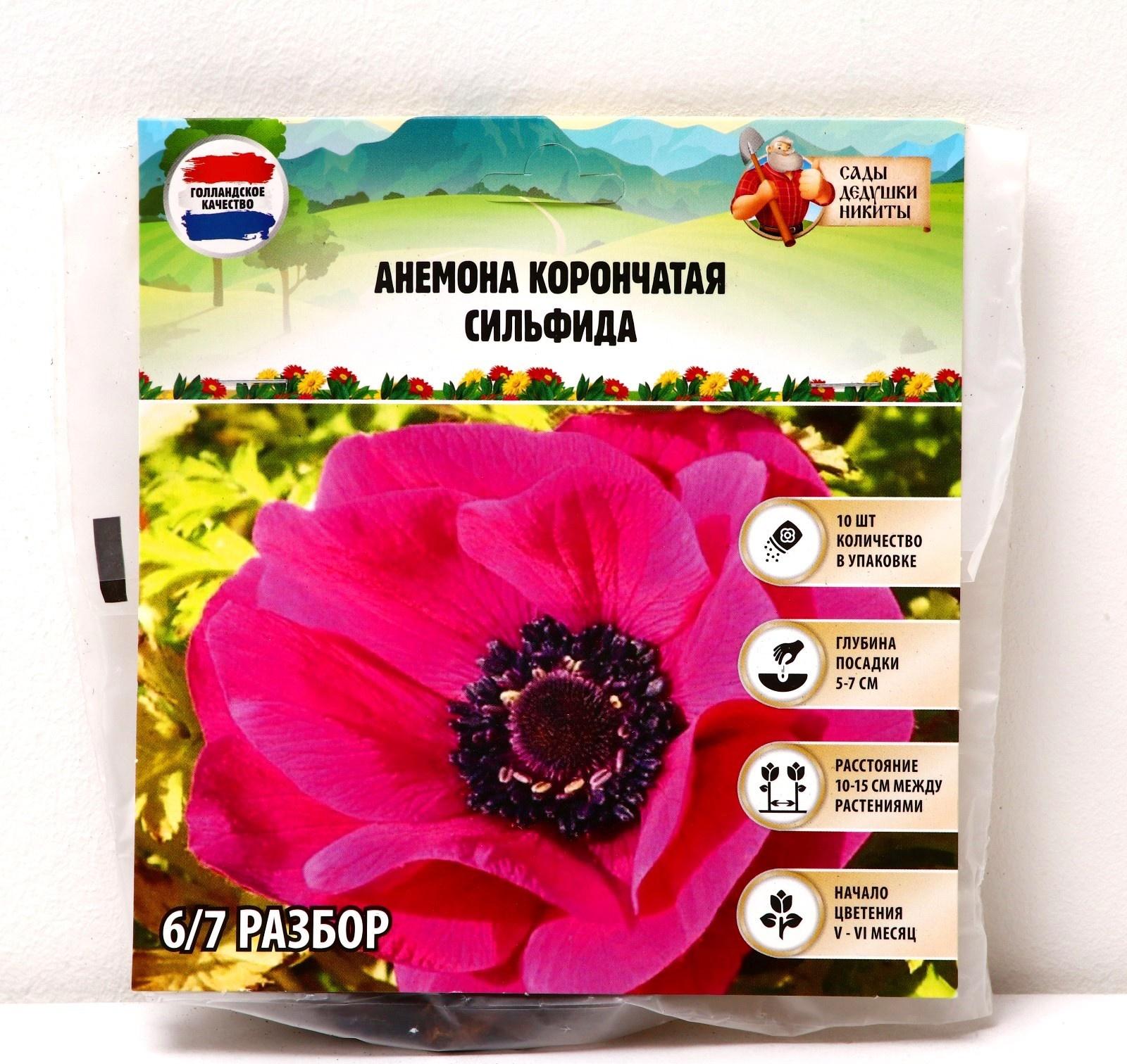 Анемона корончатая 