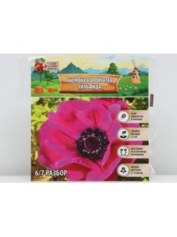 Анемона корончатая 