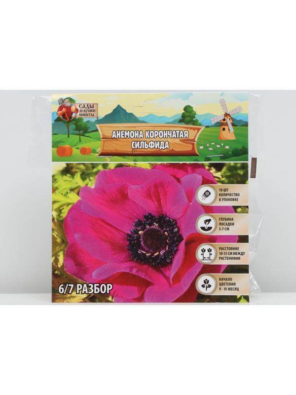 Анемона корончатая 