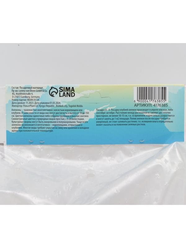 Анемона корончатая 