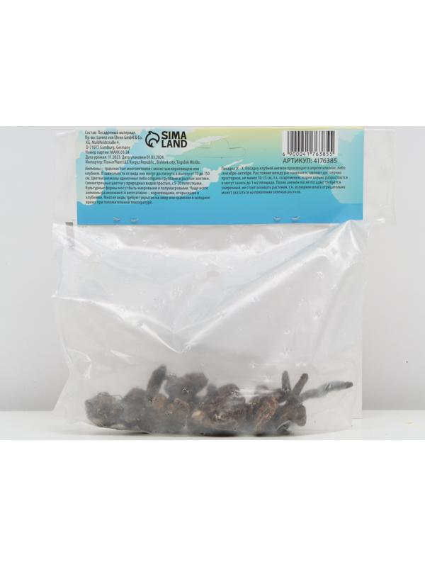 Анемона корончатая 