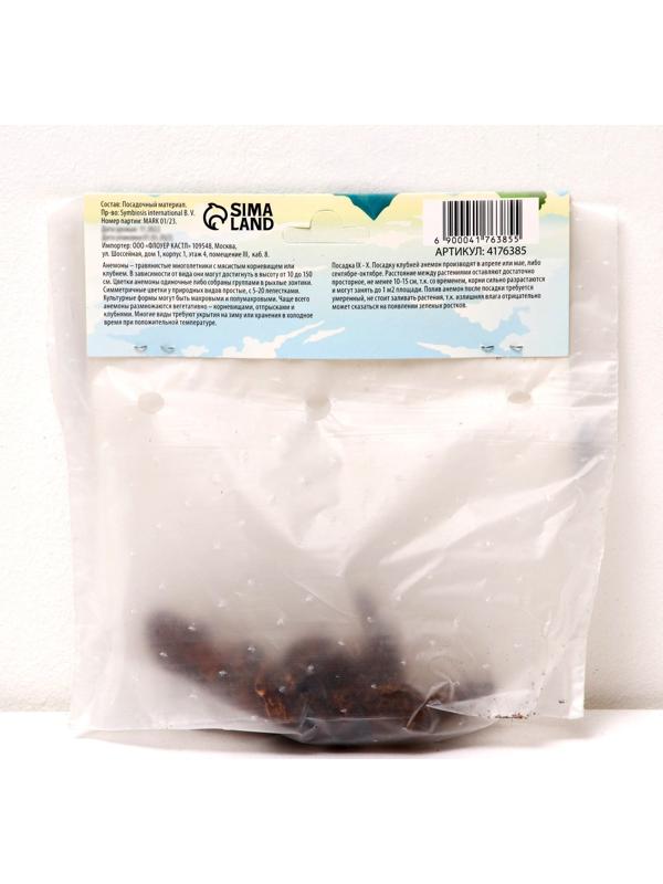 Анемона корончатая 