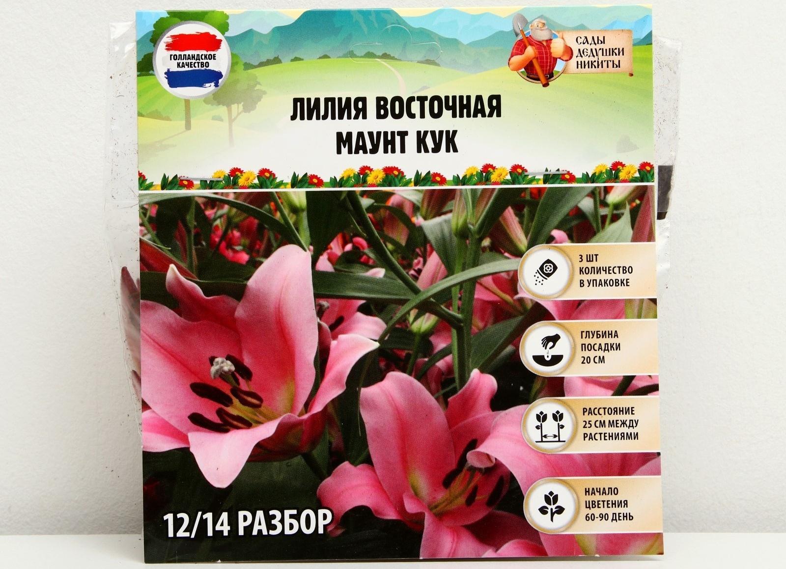 Лилия Восточная 