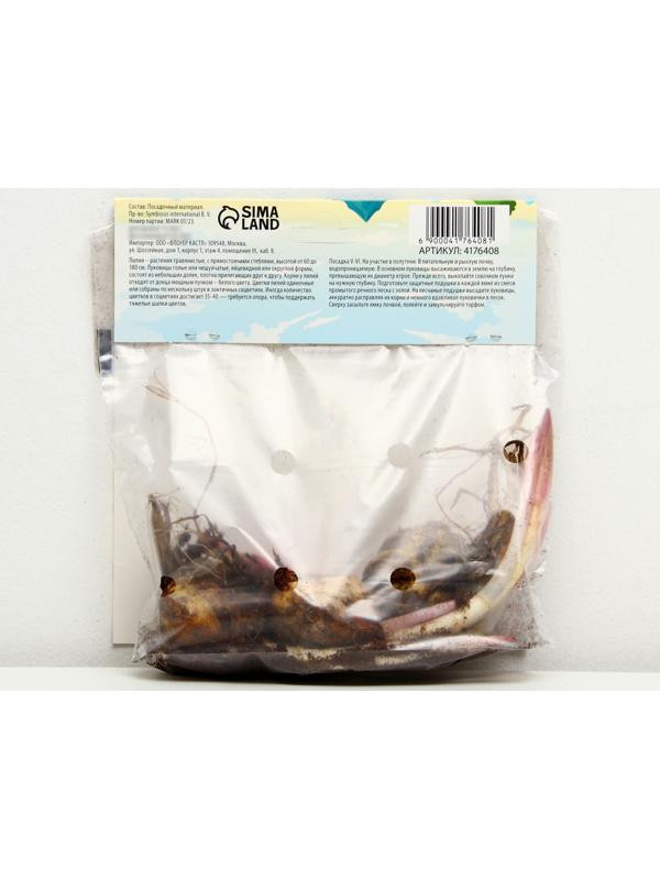 Лилия Восточная 