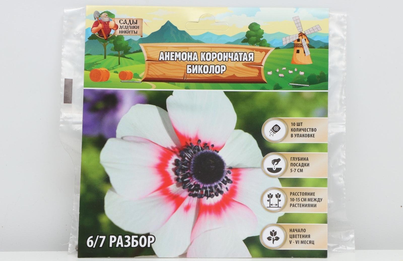 Анемона корончатая 