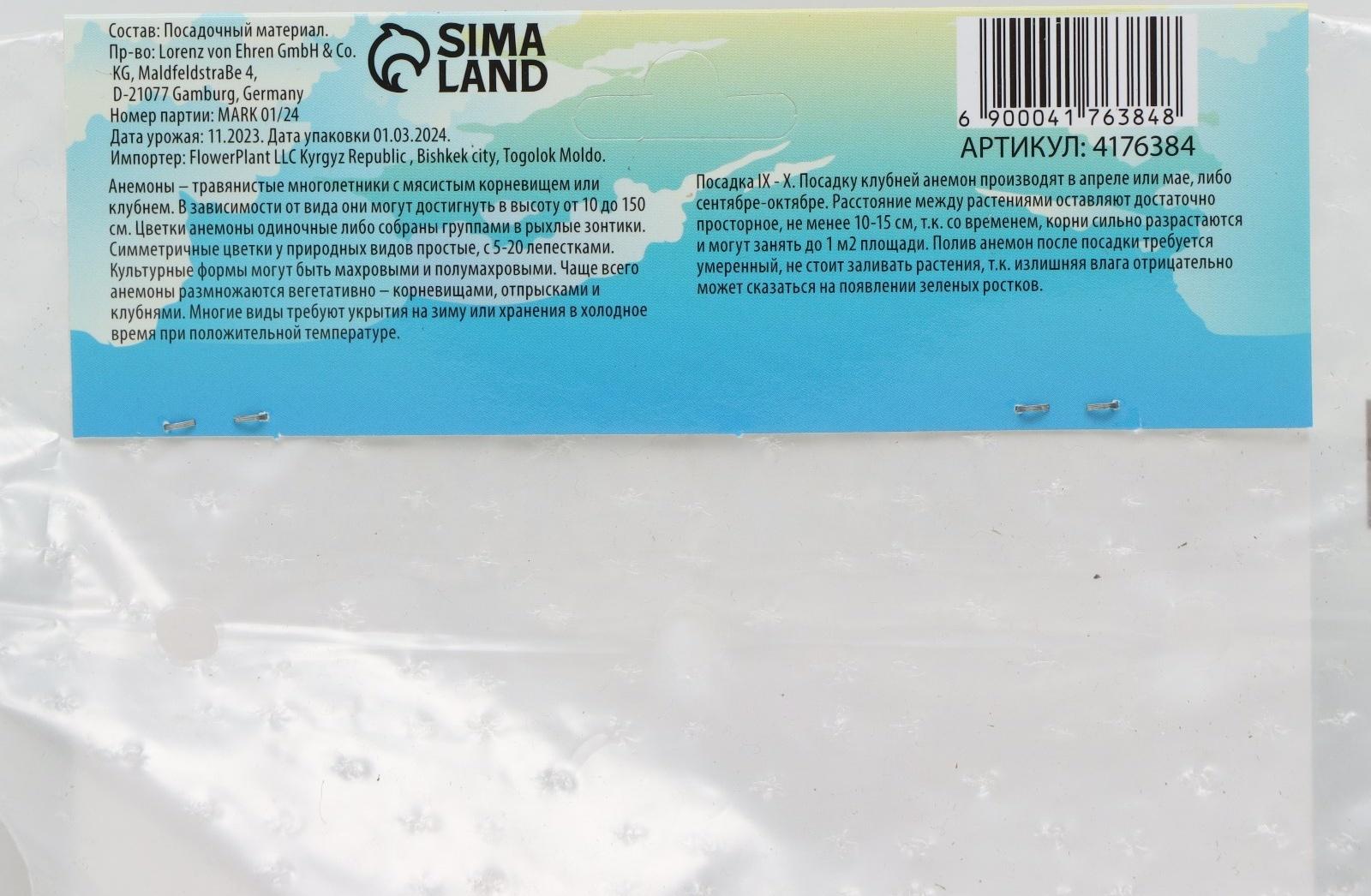 Анемона корончатая 