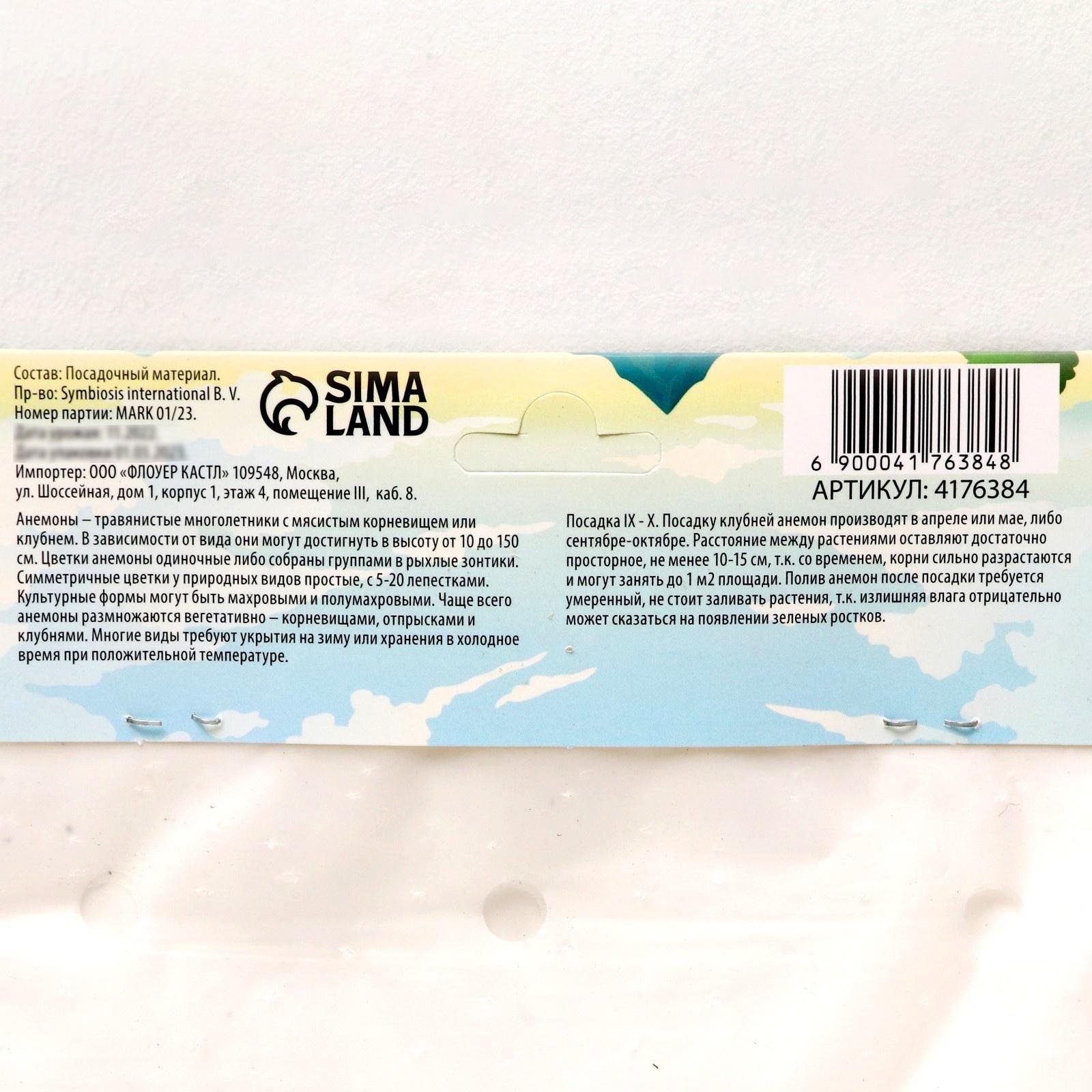 Анемона корончатая 