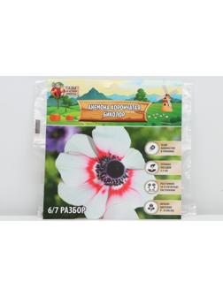 Анемона корончатая 