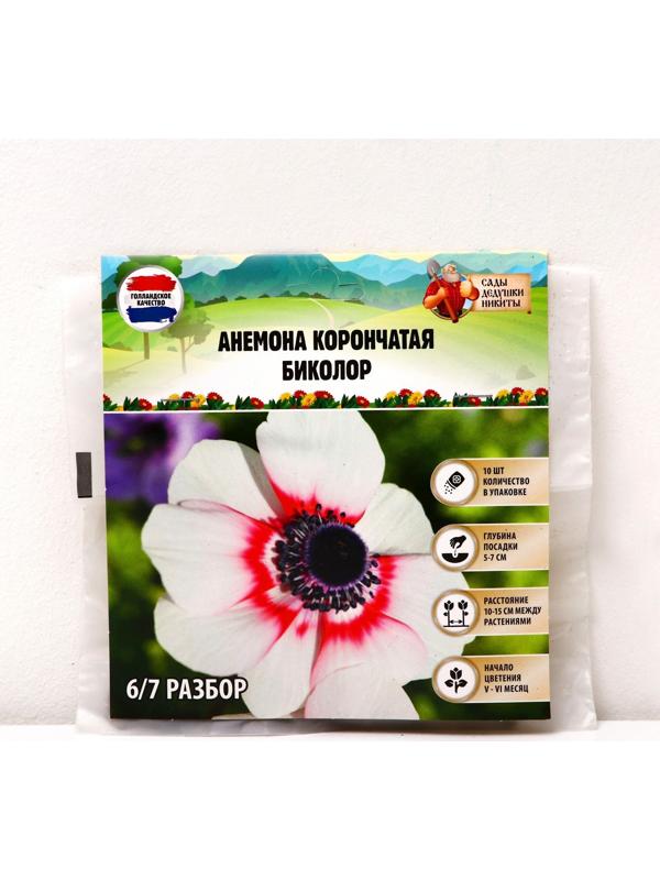 Анемона корончатая 