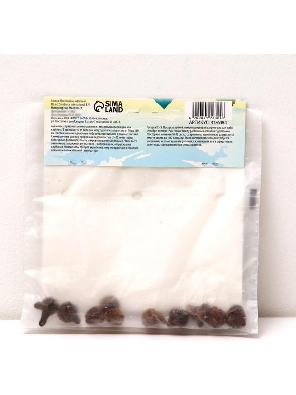 Анемона корончатая 