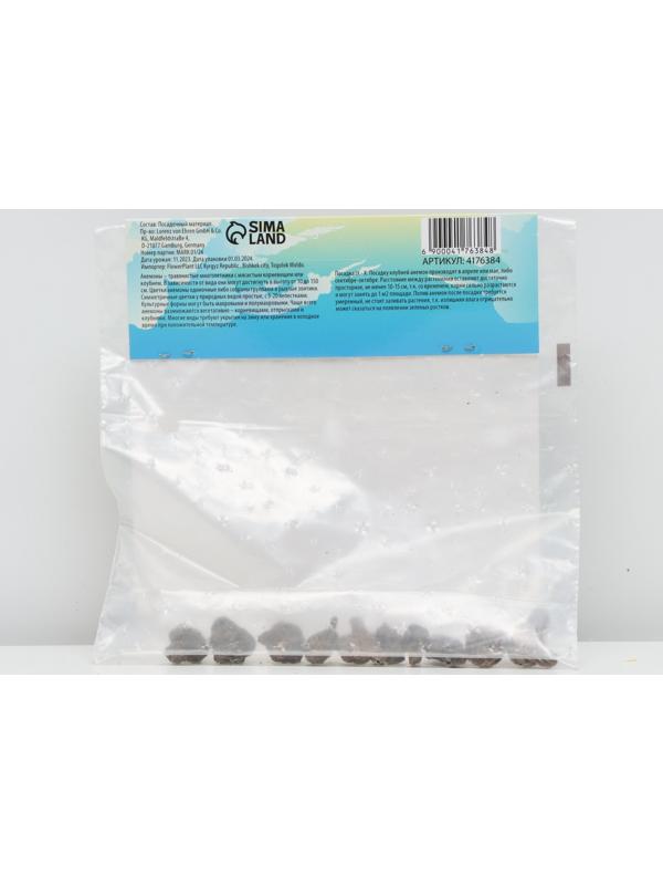 Анемона корончатая 