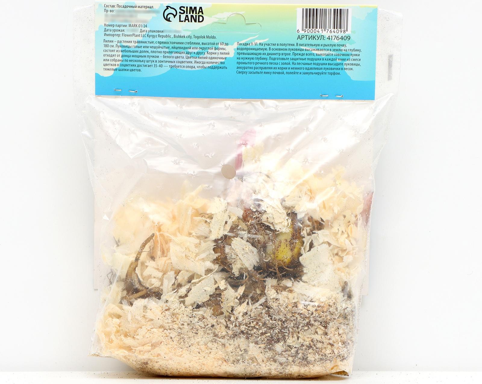 Лилия Восточная 