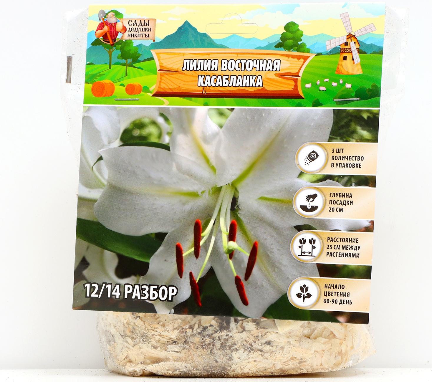 Лилия Восточная 