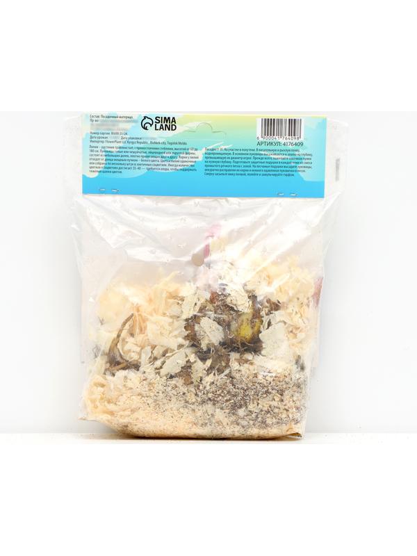 Лилия Восточная 