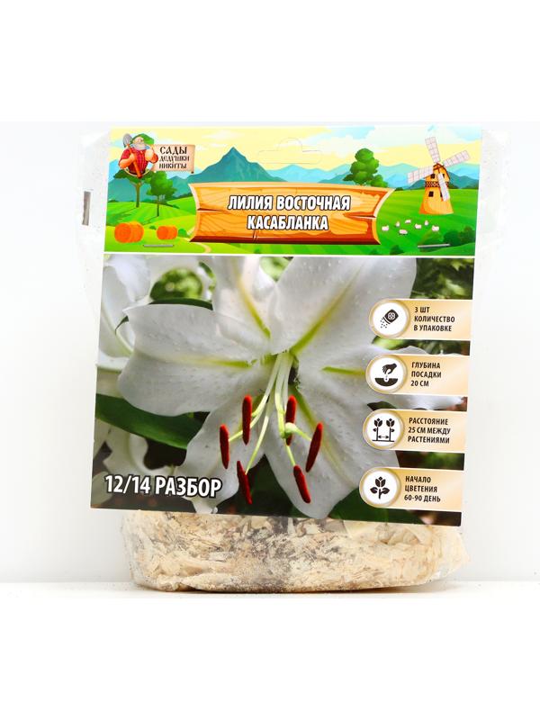 Лилия Восточная 