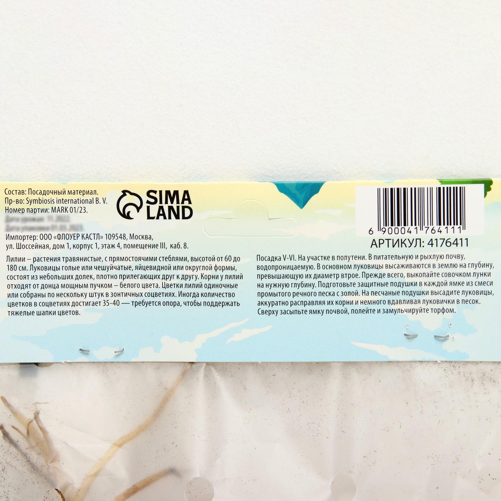 Лилия Восточная 