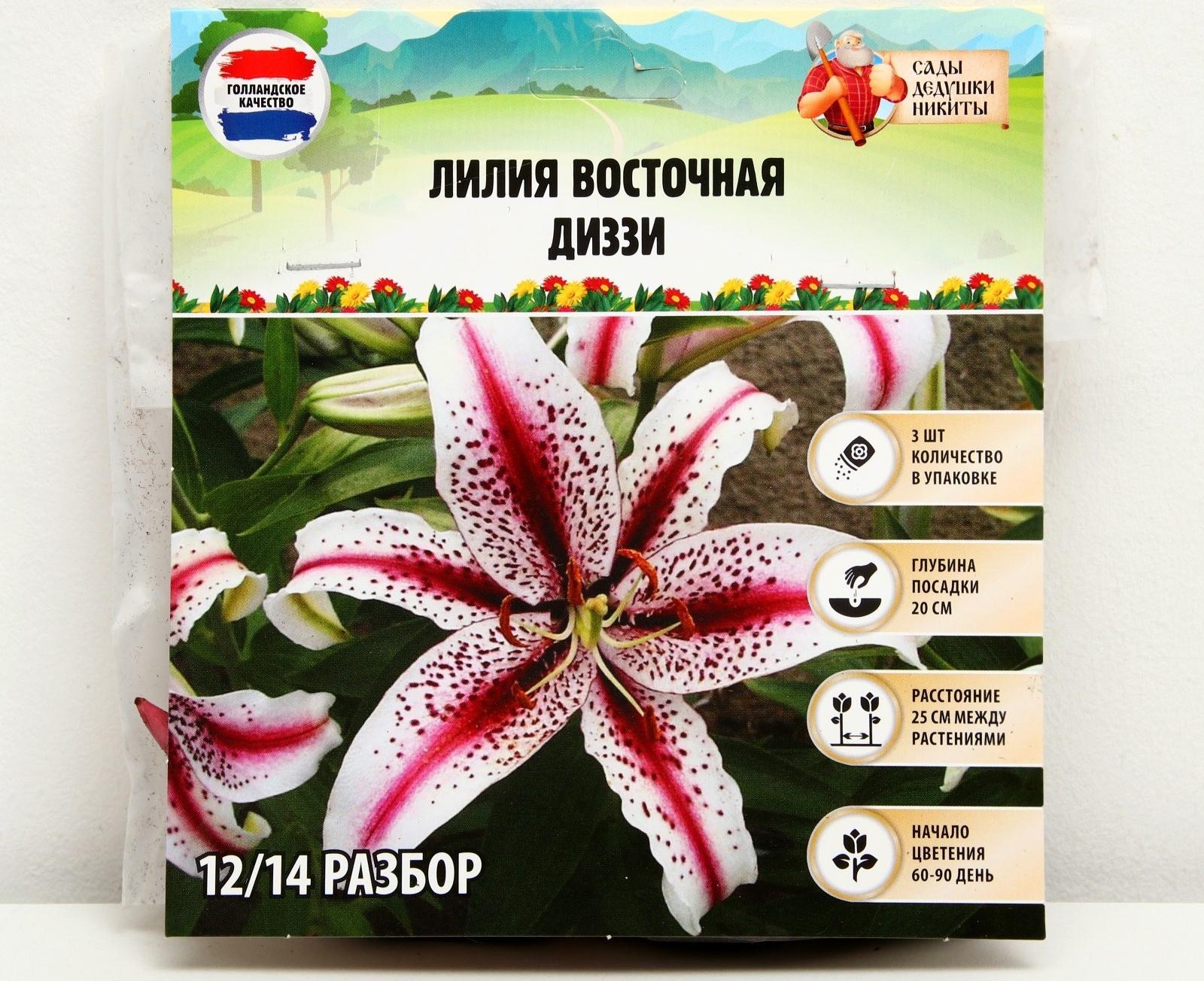 Лилия Восточная 