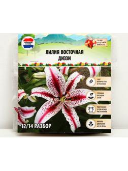 Лилия Восточная 