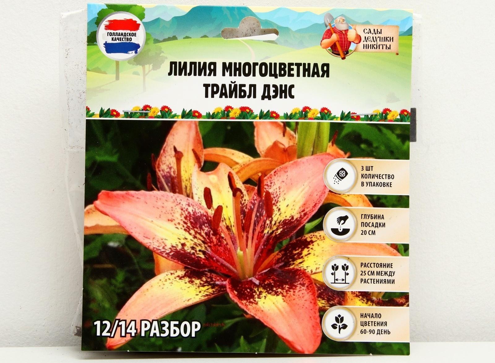 Лилия Многоцветная 