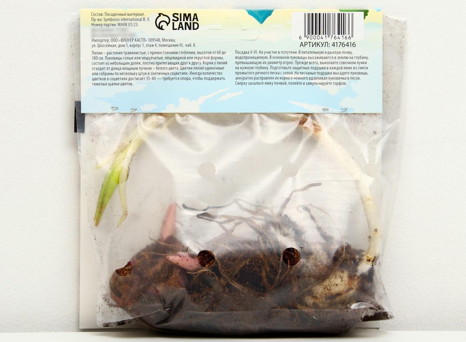 Лилия Многоцветная 