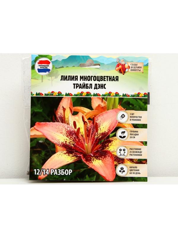 Лилия Многоцветная 